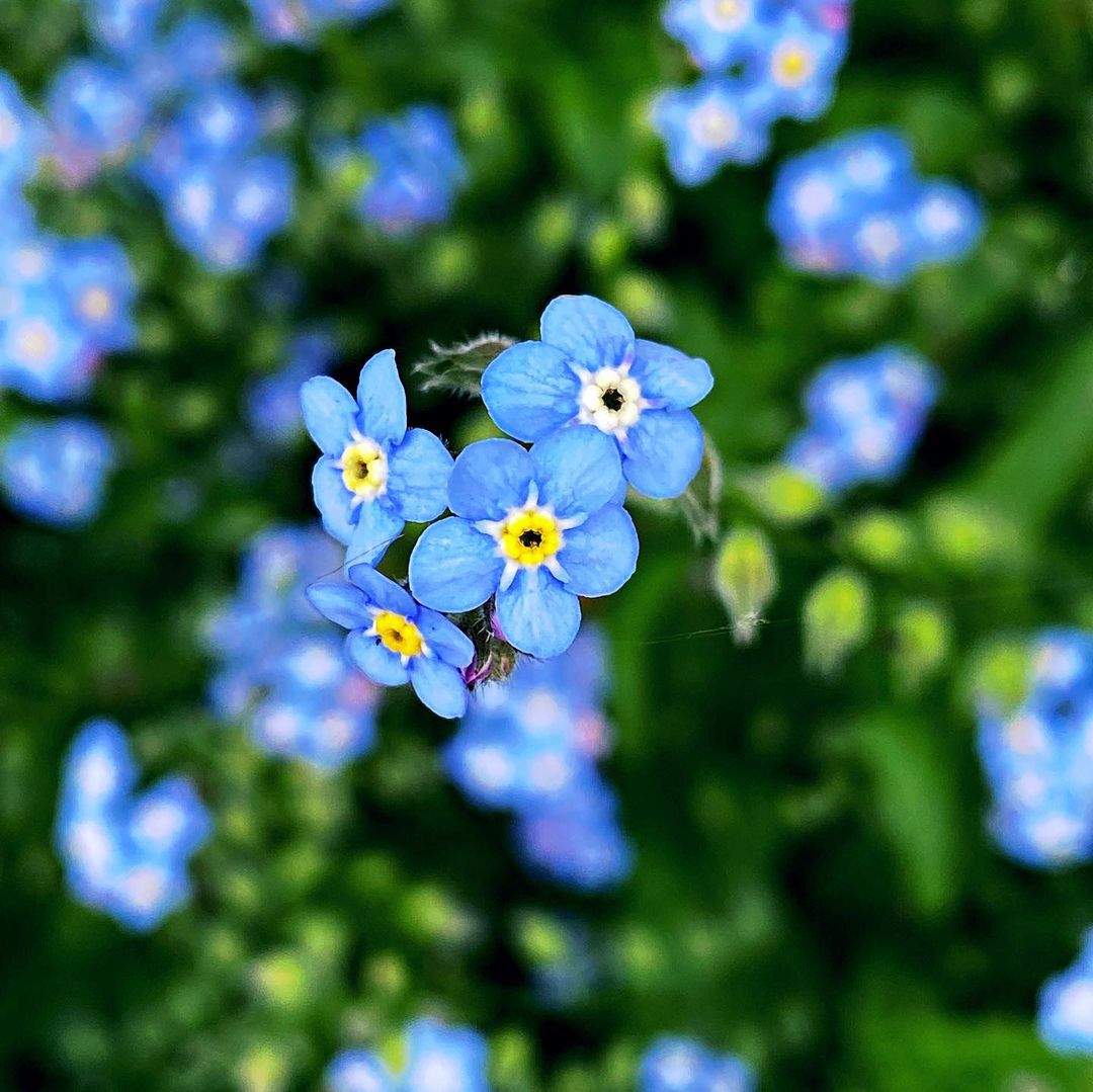 A cluster of blue Forget-Me-Not flowers featuring vibrant yellow centers, creating a striking visual contrast.