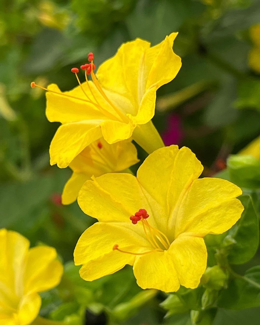 A vibrant display of Four O'Clock flowers featuring bright yellow petals and striking red stamens against a natural backdrop.