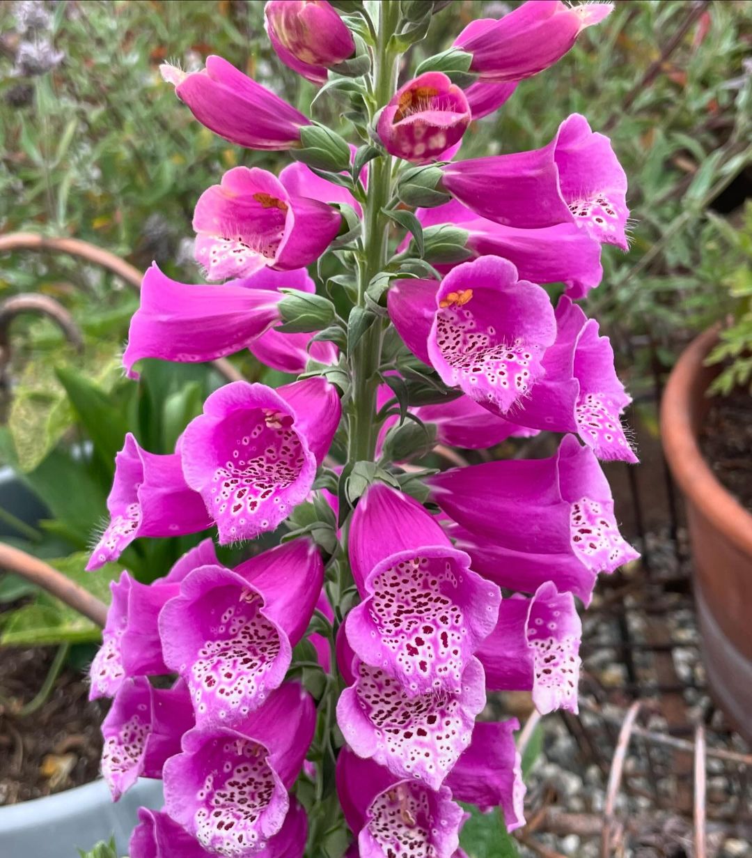 Close up of purple Foxglove flower with white dots.