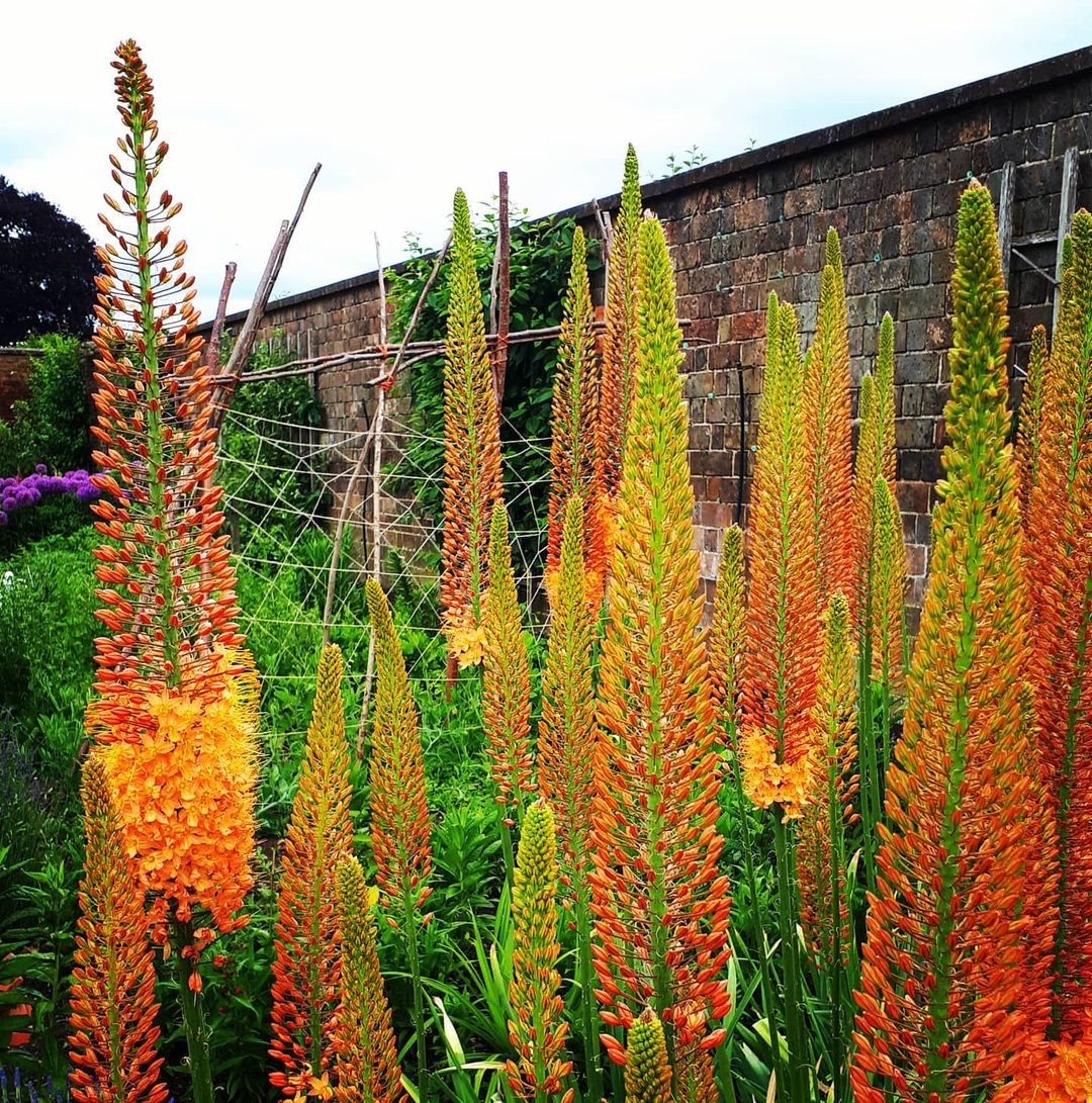 Several Foxtail Lily flowers with striking orange petals clustered together.