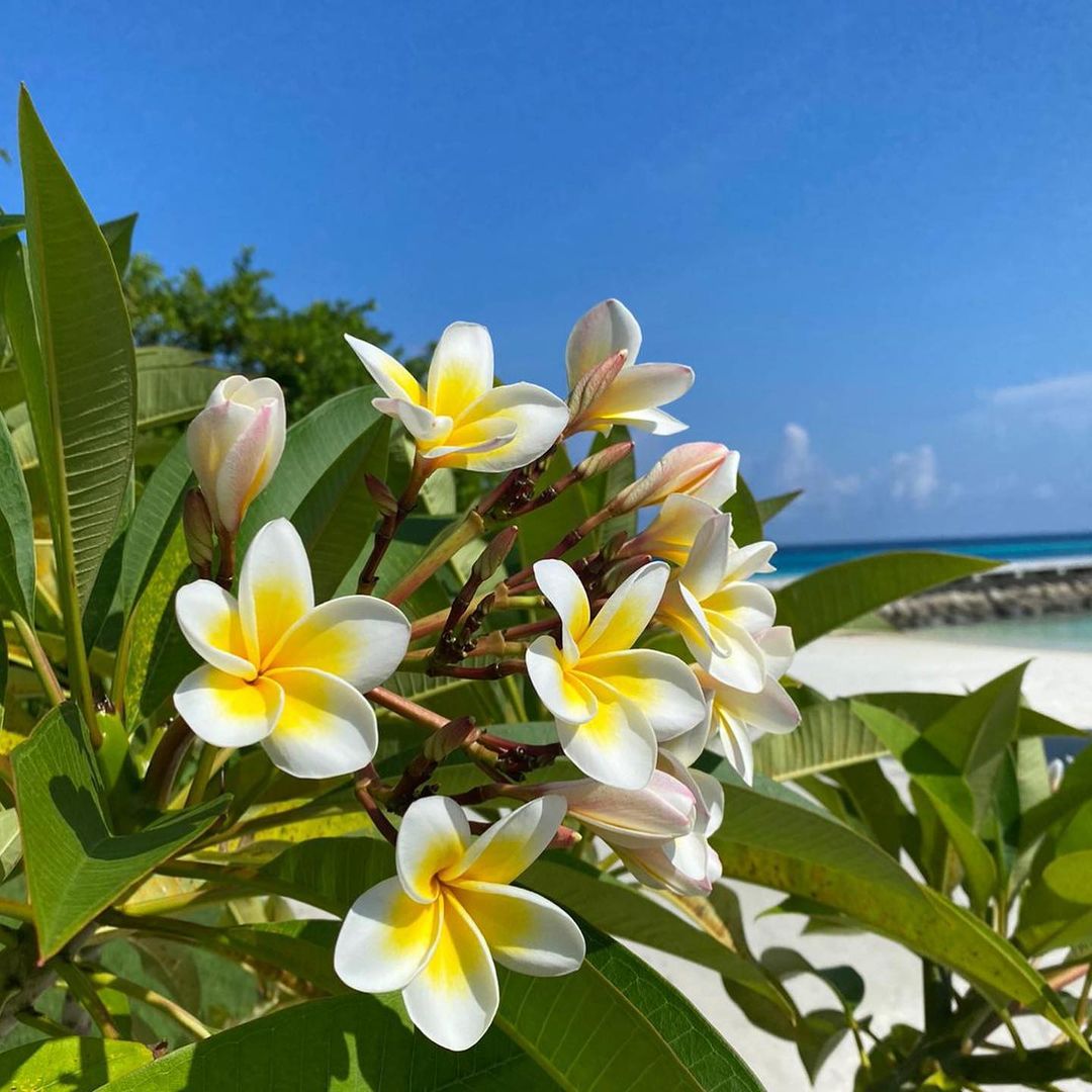 Photograph of frangipani flowers by Julie McCormick.