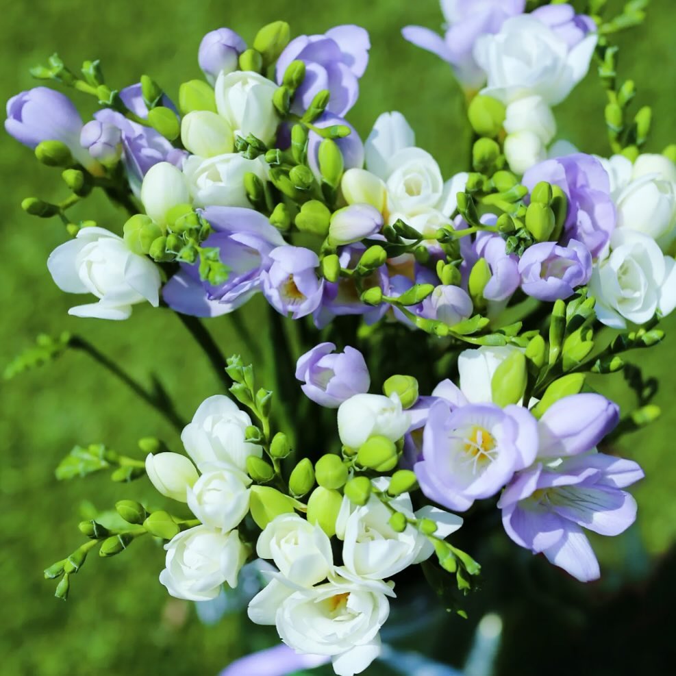 A bouquet of purple and white Freesia flowers.