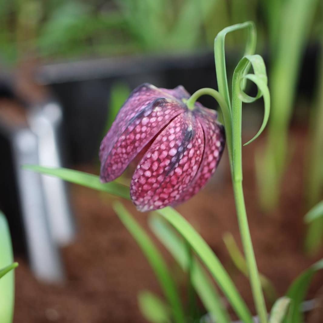 Purple Fritillaria flower with black center blooming in soil.