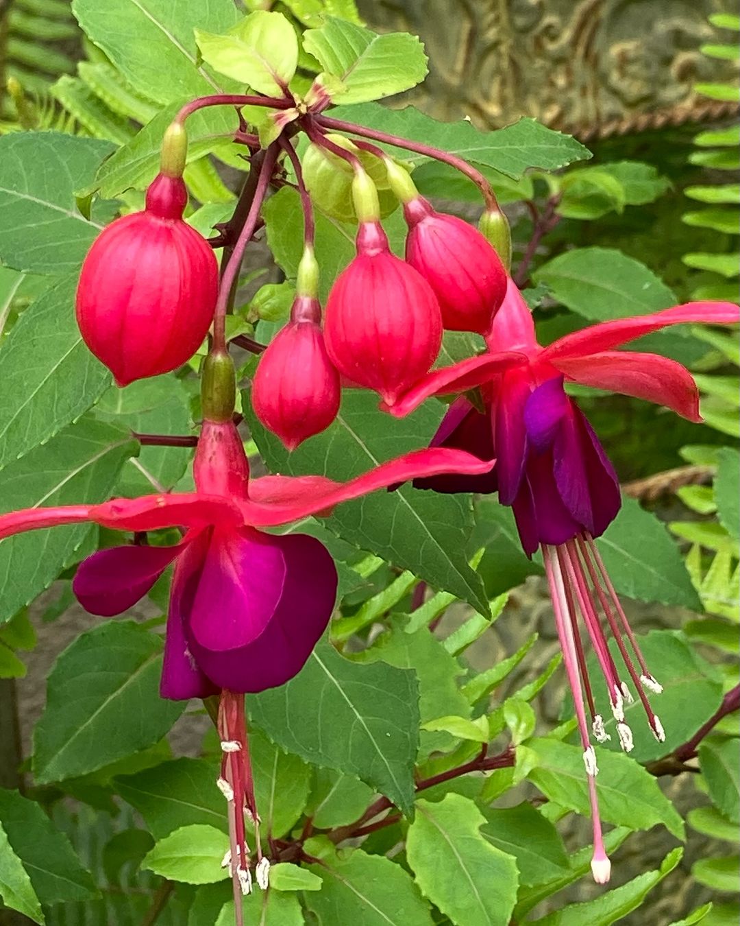 A close-up image of vibrant fuchsia flowers in full bloom, showcasing their delicate petals and rich color.