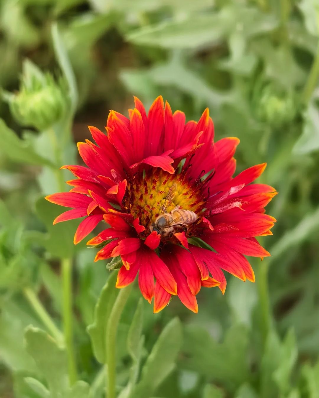 A bee pollinates a vibrant red Gaillardia flower in a lush garden setting, showcasing nature's beauty and biodiversity.