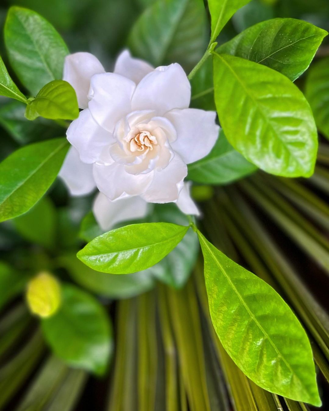 A lush gardenia plant featuring vibrant white flowers surrounded by rich green leaves in a tropical garden setting.