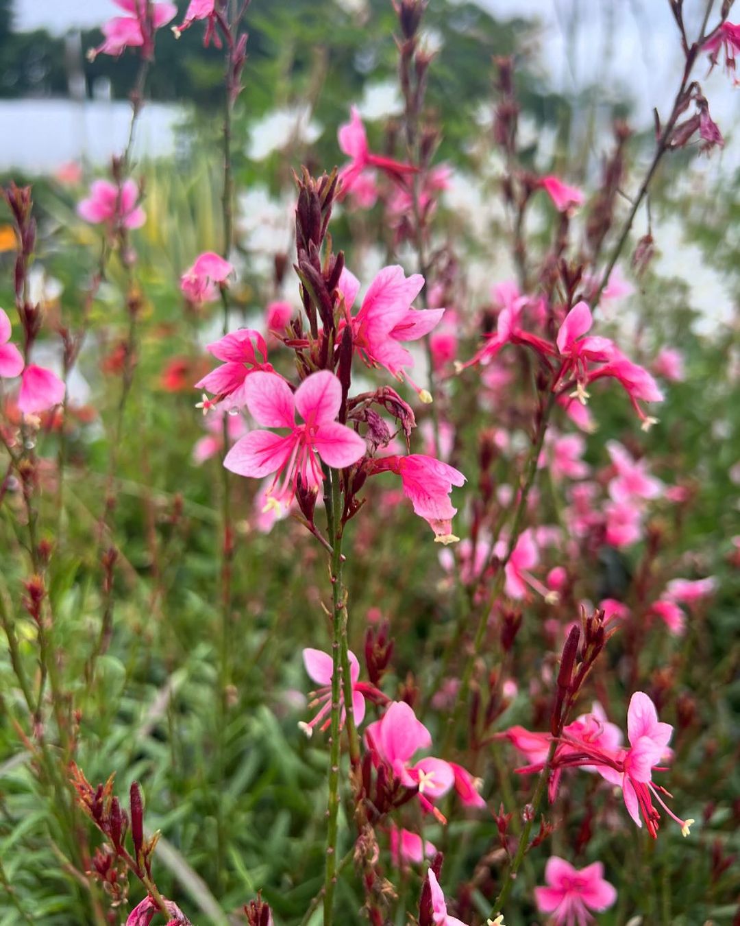  A vibrant display of pink Gaura flowers blooming beautifully in a lush garden setting.