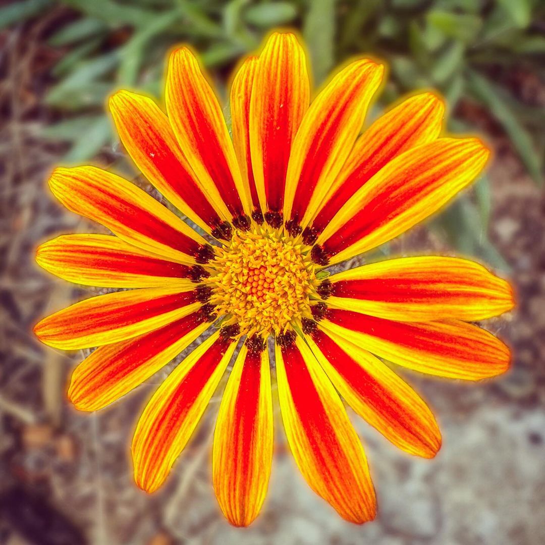  A vibrant Gazania flower featuring yellow and red petals surrounding a bright yellow center, showcasing its striking beauty.