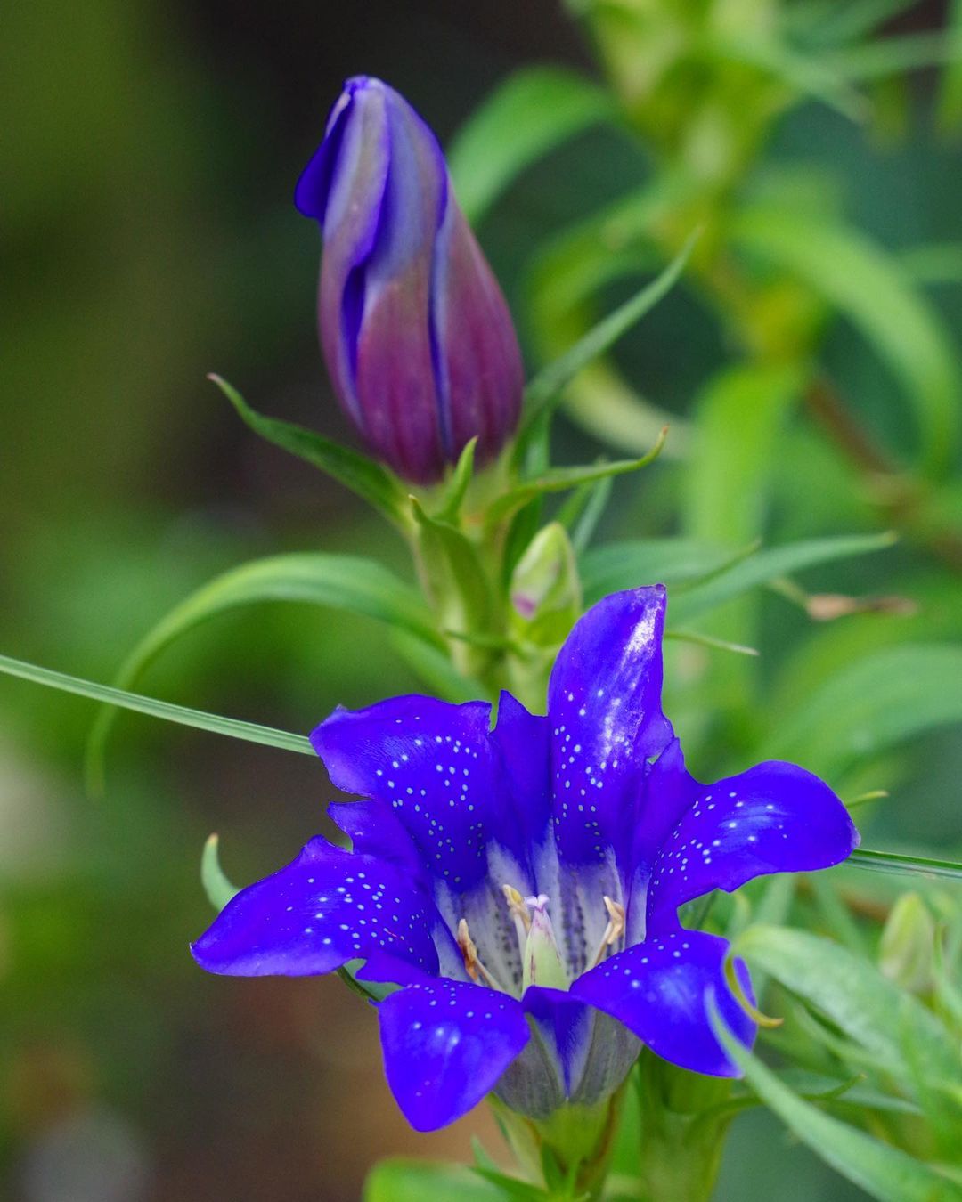  A vibrant blue gentian flower with a green stem and lush leaves, showcasing its natural beauty in a serene setting.