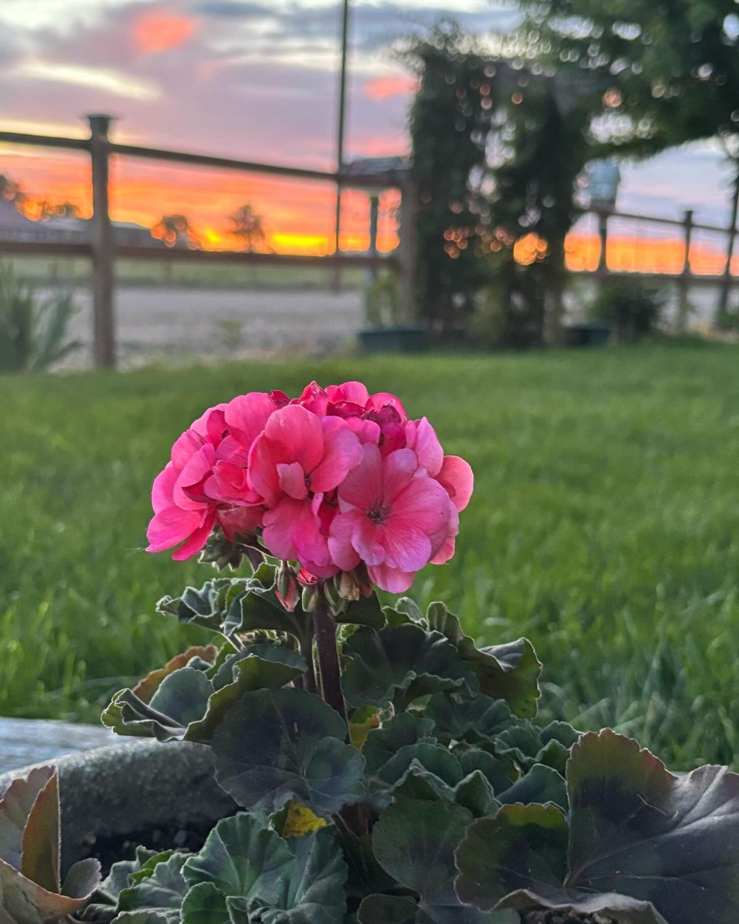 A vibrant pink geranium flower in a pot, placed on lush green grass, showcasing its beauty in a natural setting. 