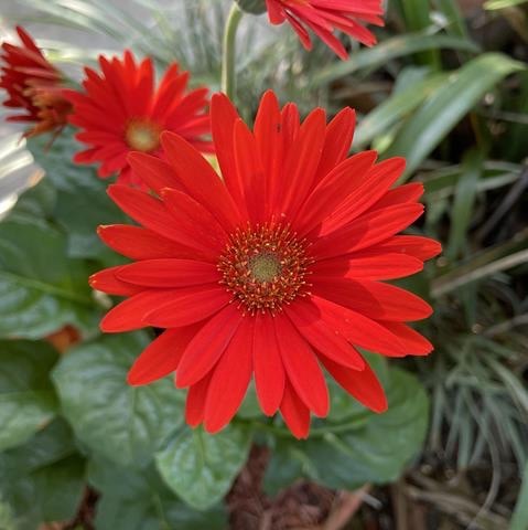 A vibrant red gerbera daisy blooming in a lush garden, showcasing its striking petals and green foliage.