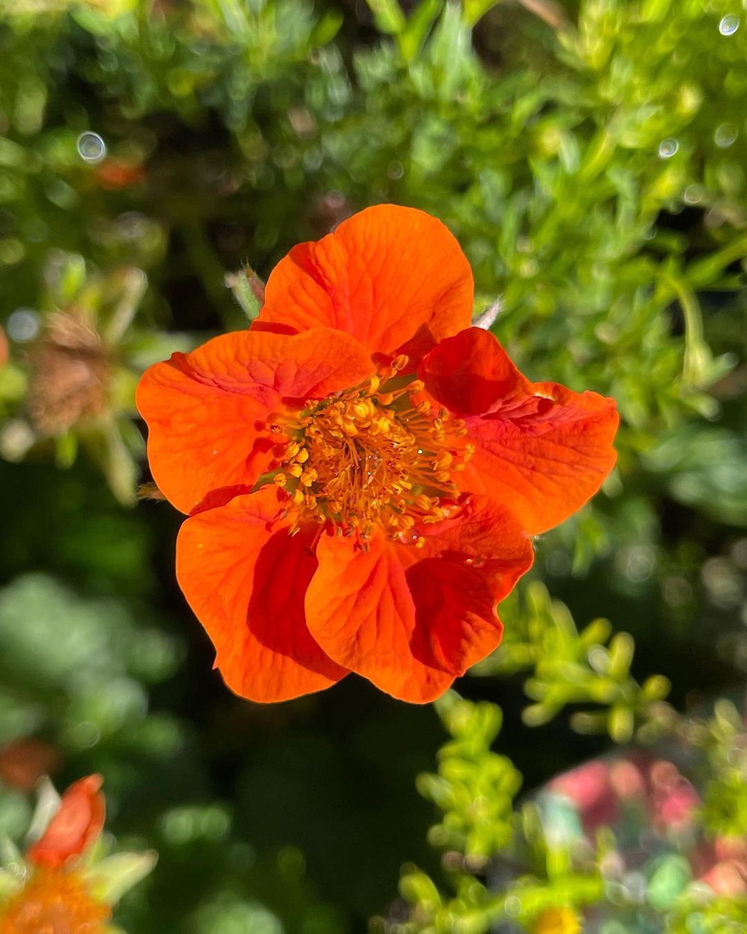  A close-up view of a vibrant orange Geum flower blooming in a lush garden setting. 