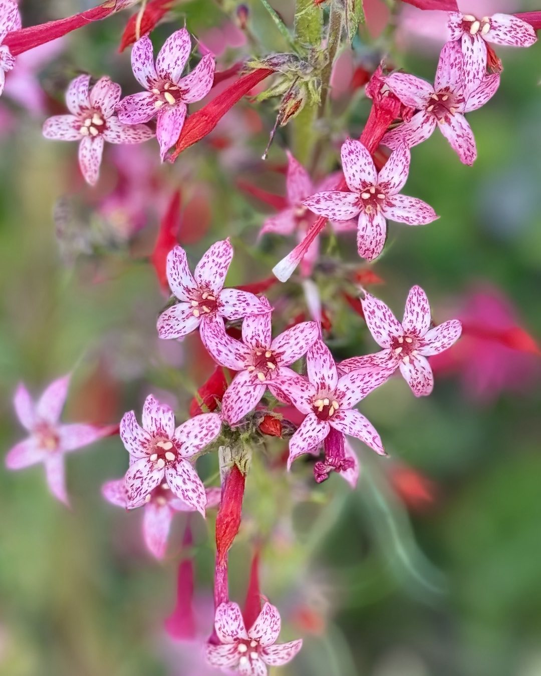 Close-up of pink Gilia flowers featuring distinctive white spots, showcasing their delicate beauty and intricate details.