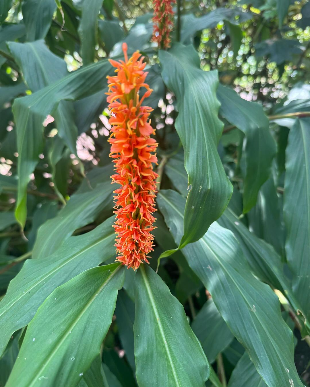 A vibrant Ginger Lily plant showcasing bright orange flowers amidst lush green leaves.