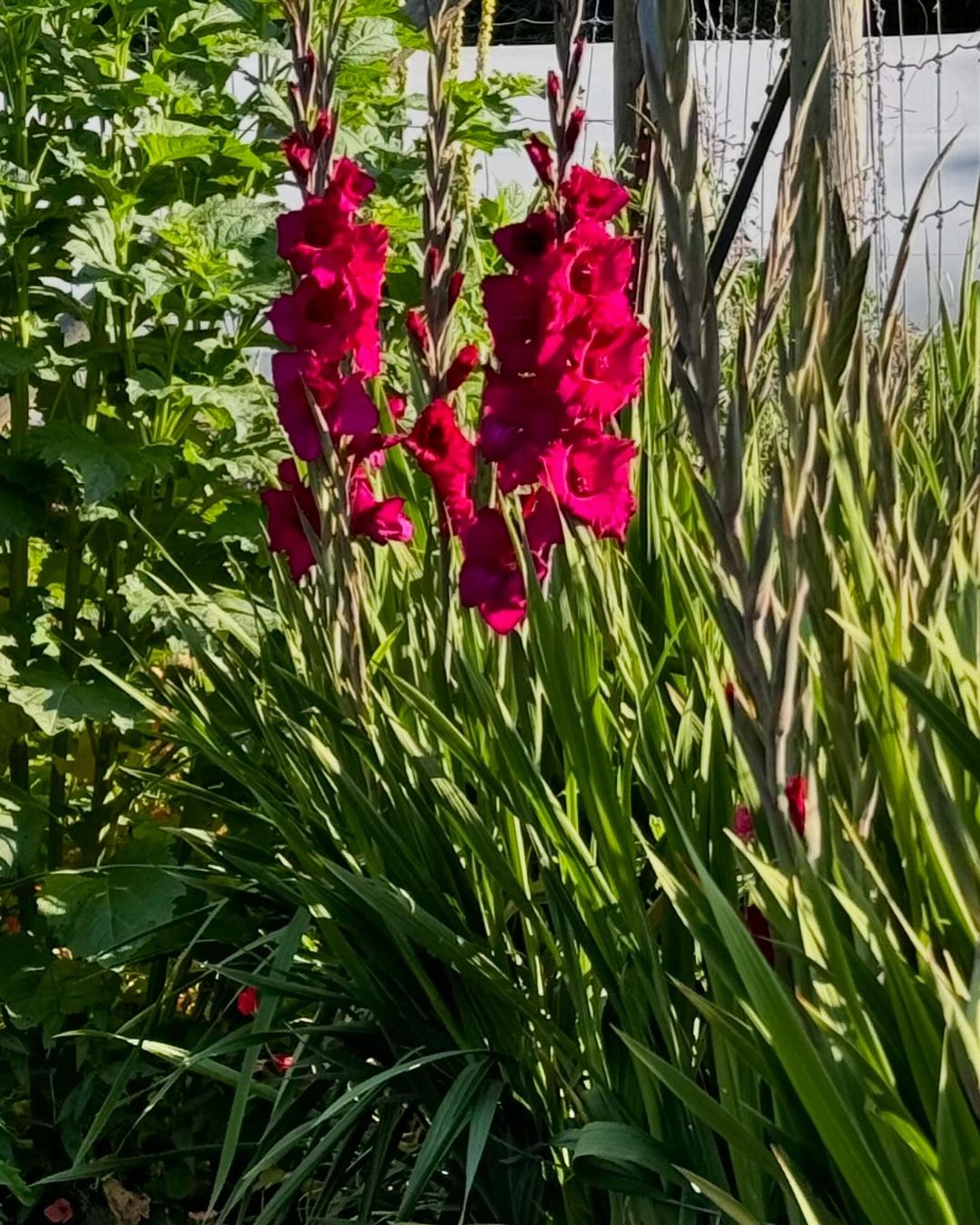 A vibrant red gladiolus flower blooming in a lush garden, showcasing its striking petals and green foliage. 