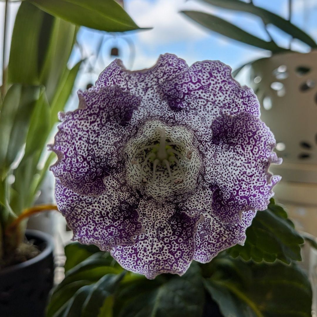 A vibrant purple Gloxinia flower adorned with distinctive white spots, showcasing its unique beauty and intricate details.