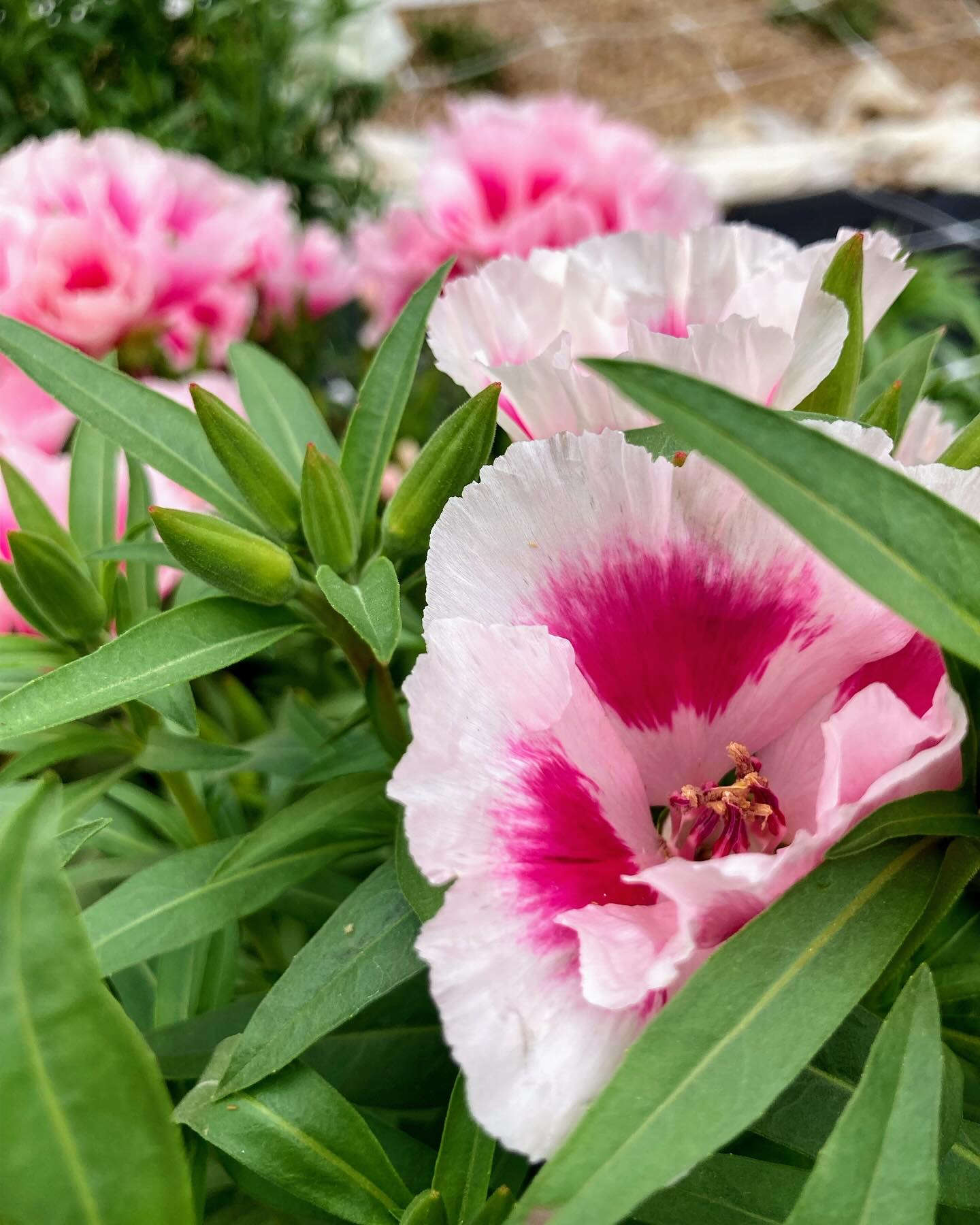 A vibrant garden filled with blooming pink and white Godetia flowers, showcasing their delicate beauty in full sunlight.