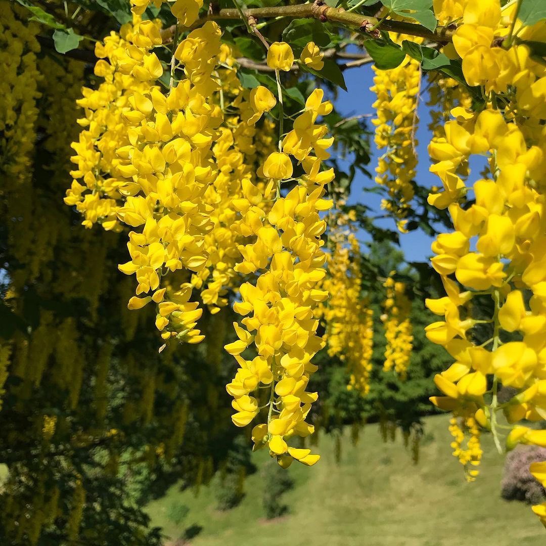 Golden Chain Tree adorned with bright yellow flowers, creating a picturesque scene in the park.