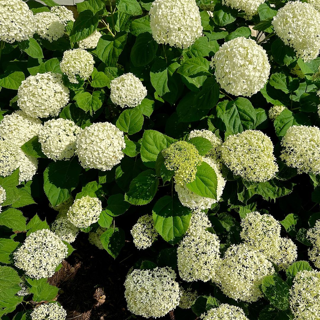 A bush of green hydrangeas adorned with clusters of delicate white flowers and vibrant green leaves.