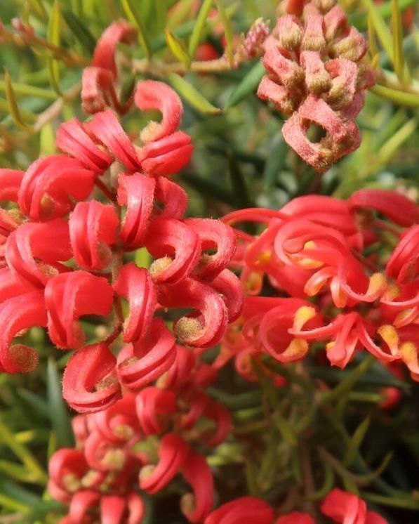 A close-up view of vibrant red Grevillea flowers, showcasing their intricate petals and lush green foliage.