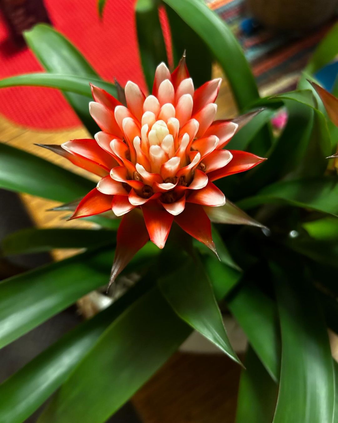 A Guzmania flower featuring a striking red and white center, showcasing vibrant colors and intricate petal patterns.