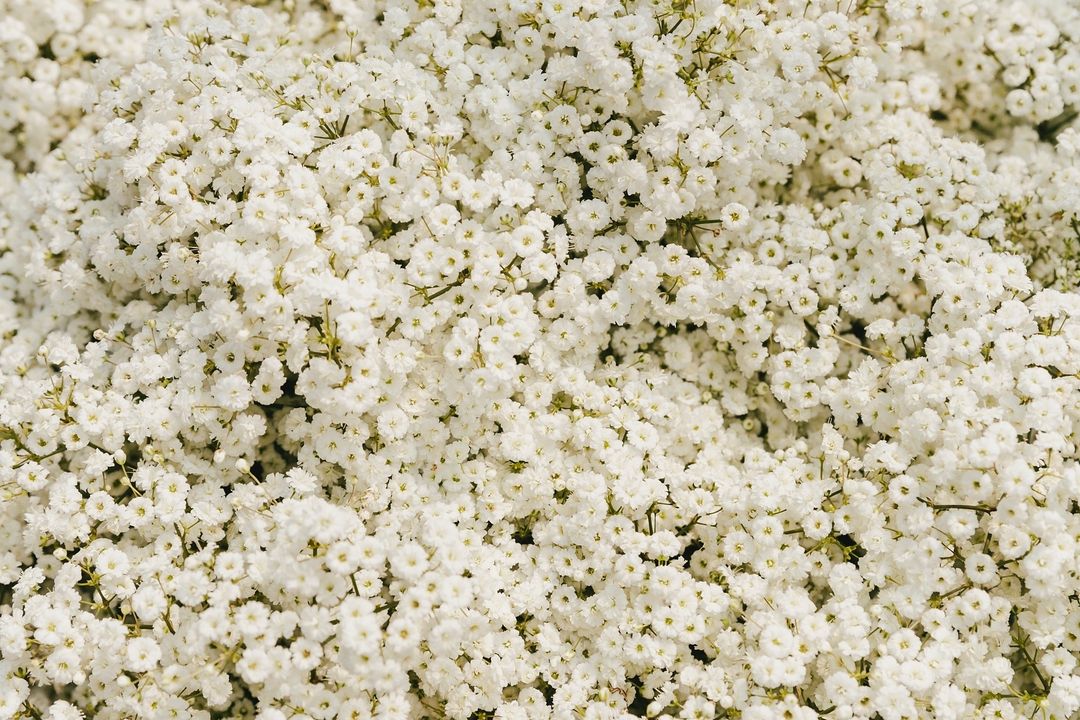 A close-up view of delicate white Gypsophila flowers, showcasing their intricate petals and soft texture.