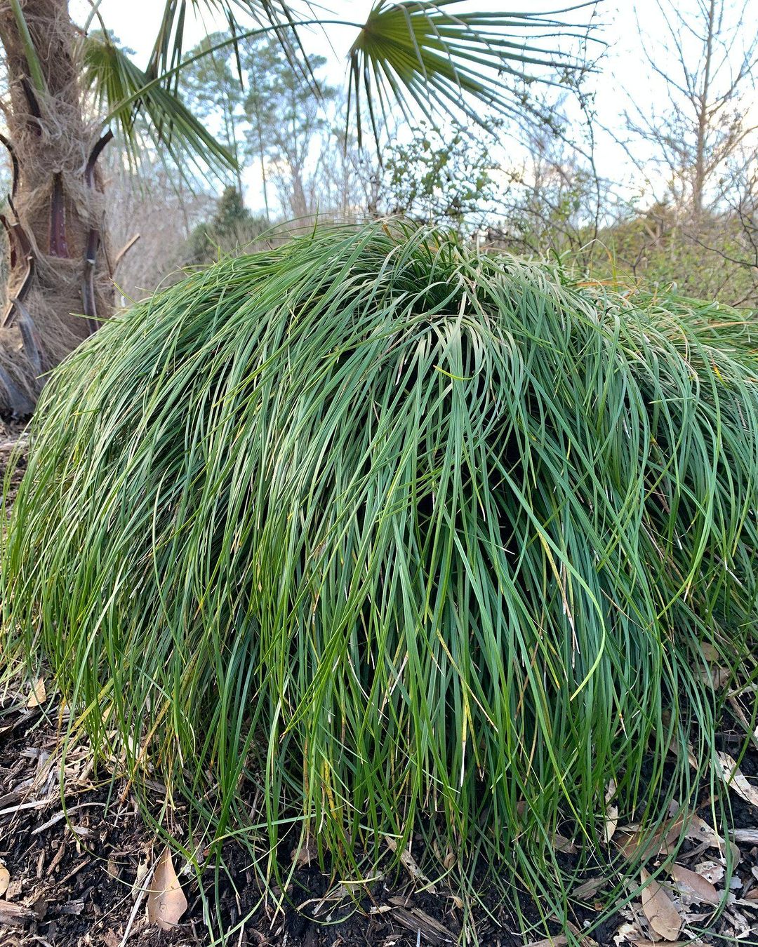  A large green Mondo Grass plant with long blades growing robustly in the surrounding dirt.