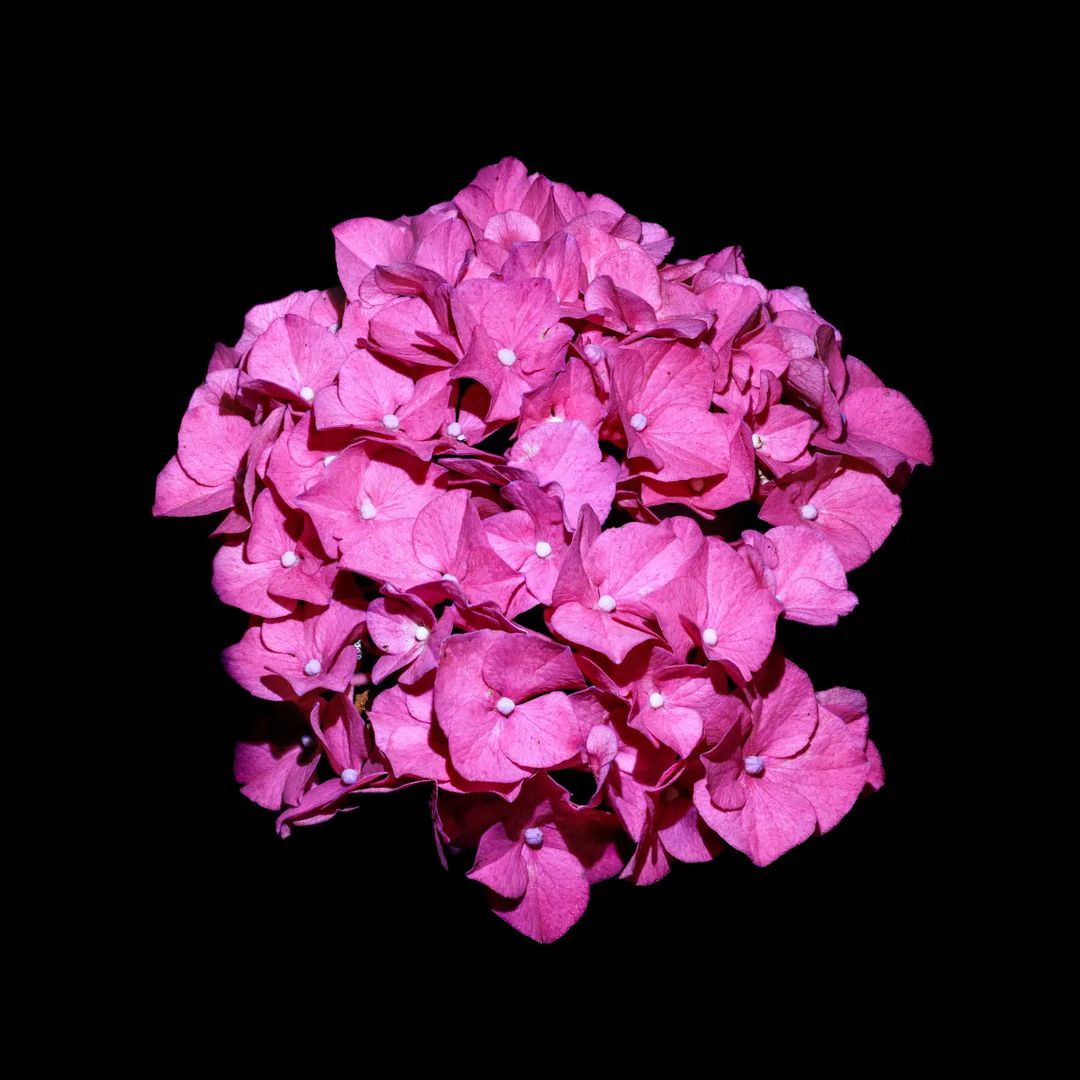 A cluster of pink hydrangeas displayed prominently against a contrasting black background, highlighting their vibrant color.