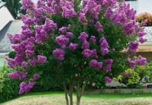 Purple Crepe Myrtle : Growing Tips for Vibrant Blooms