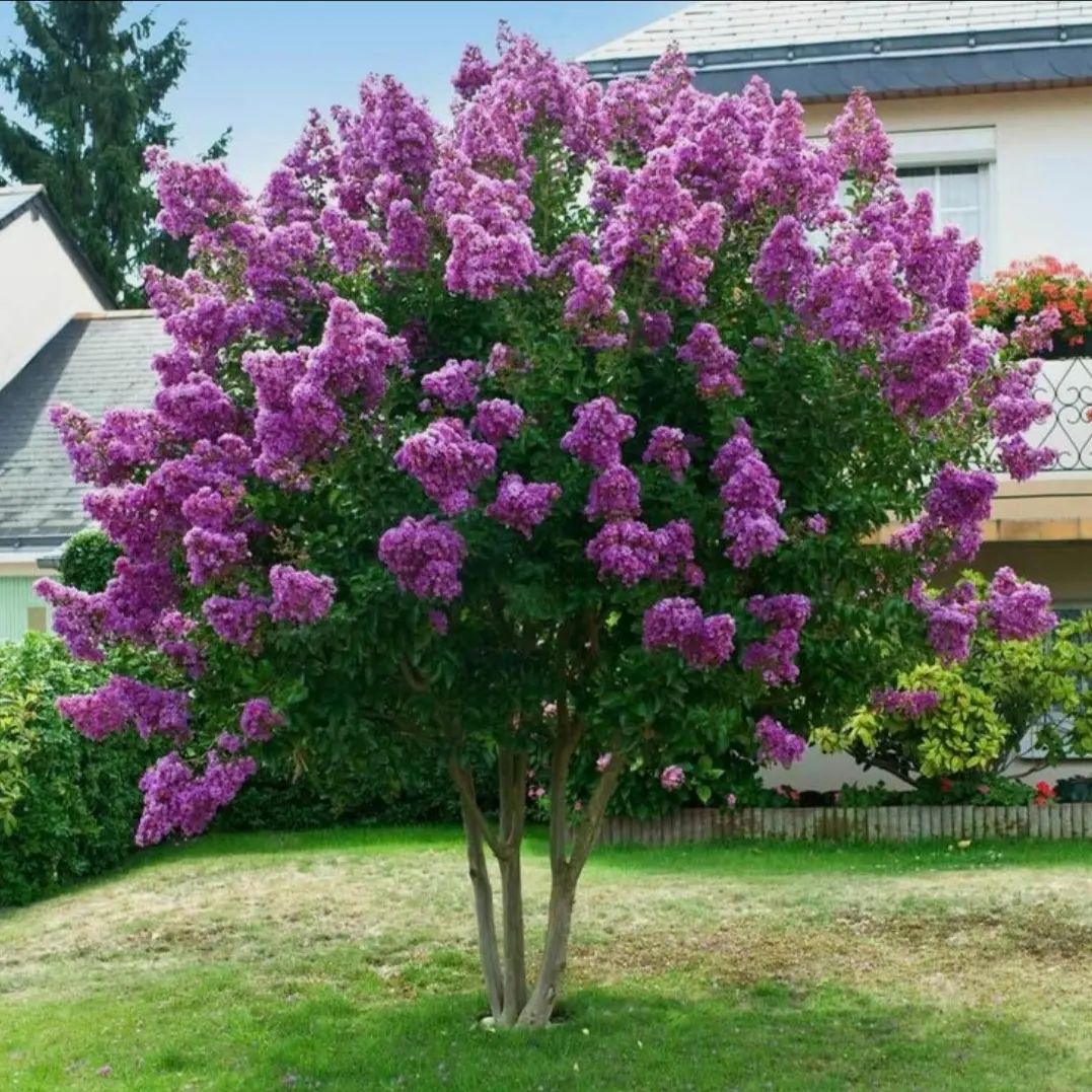 A vibrant purple Crepe Myrtle tree stands gracefully in front of a charming house, enhancing the picturesque landscape.