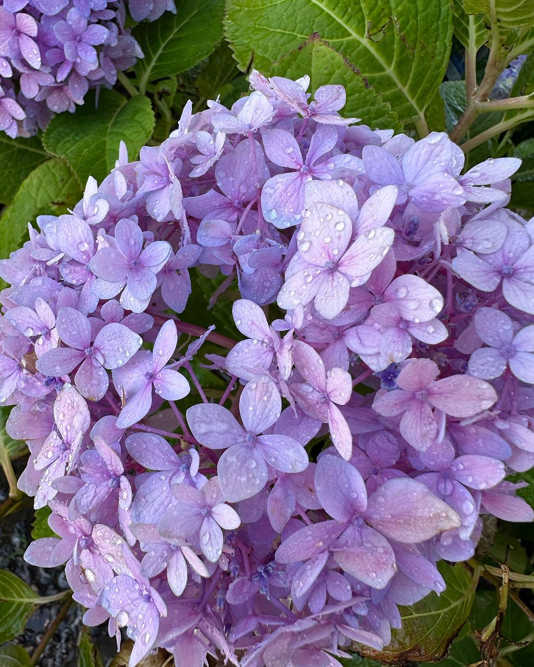 A close-up view of vibrant purple hydrangeas, showcasing their delicate petals and rich color in full bloom.