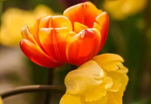 Close-up of a red and yellow tulip flower with a vibrant red center.