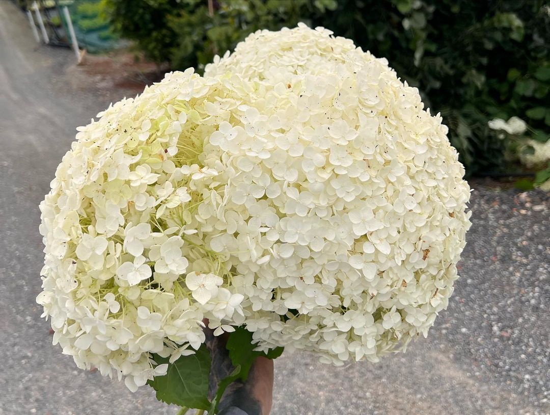 A person gently holds a delicate white hydrangea flower in their hand, showcasing its soft petals and vibrant beauty.