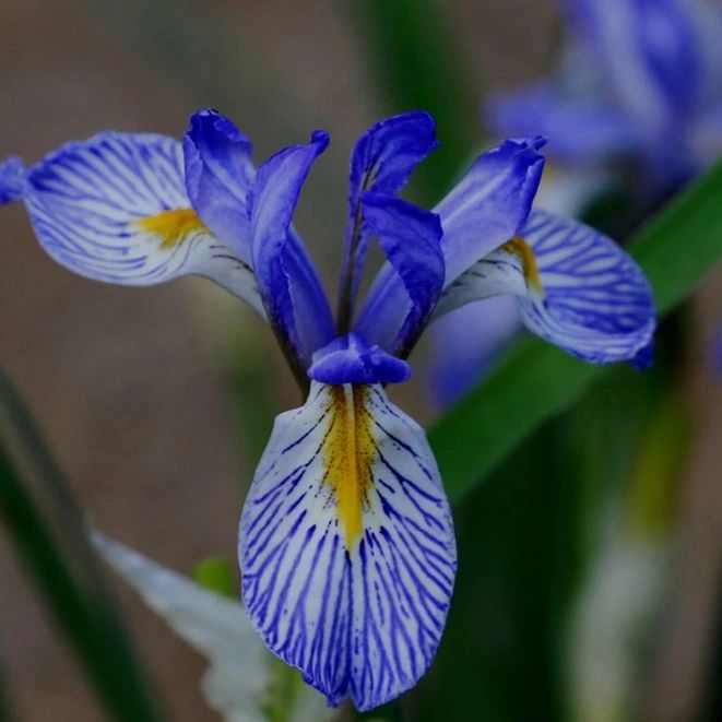 A blue iris flower featuring striking yellow and white stripes on its petals, showcasing its vibrant colors and intricate design.