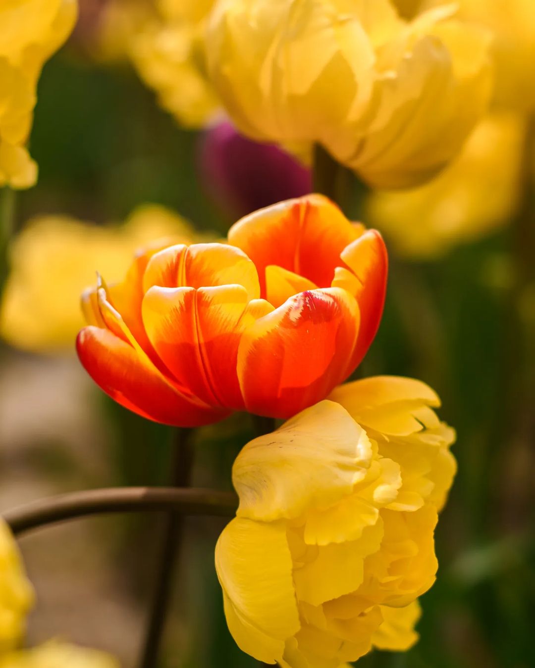 A close-up view of a tulip featuring a vibrant red center surrounded by yellow petals, showcasing its intricate beauty.