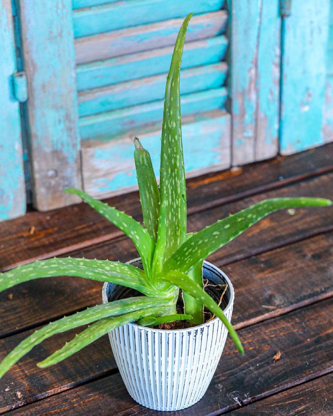 Aloe vera plant in a white pot, positioned on a wooden floor, showcasing its vibrant green leaves and natural beauty.