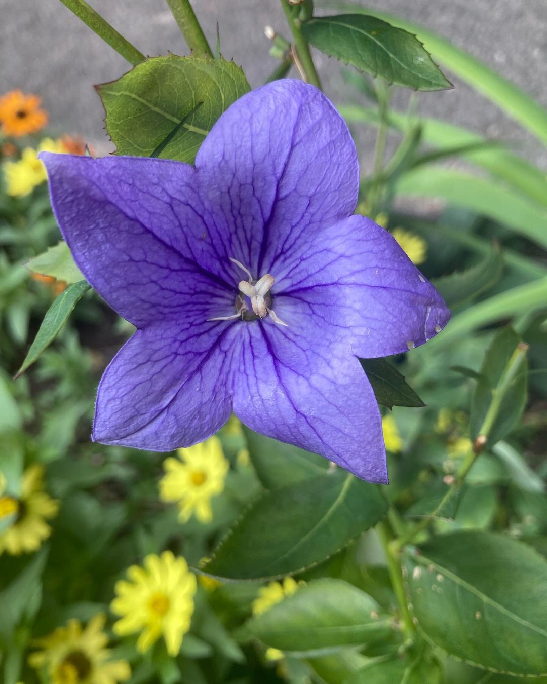 A Balloon Flower featuring vibrant purple petals with striking yellow accents in the background, showcasing its unique beauty.