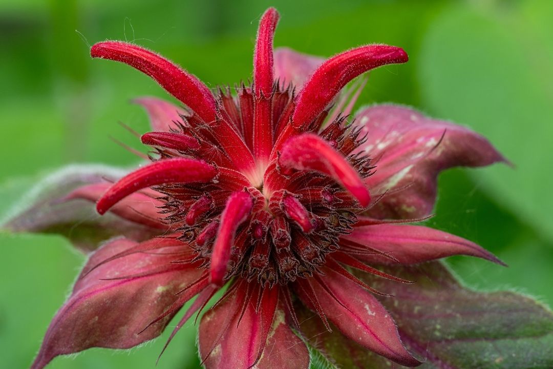 A vibrant red Bee Balm flower with long, dark stems, showcasing its striking color and unique structure in a natural setting.