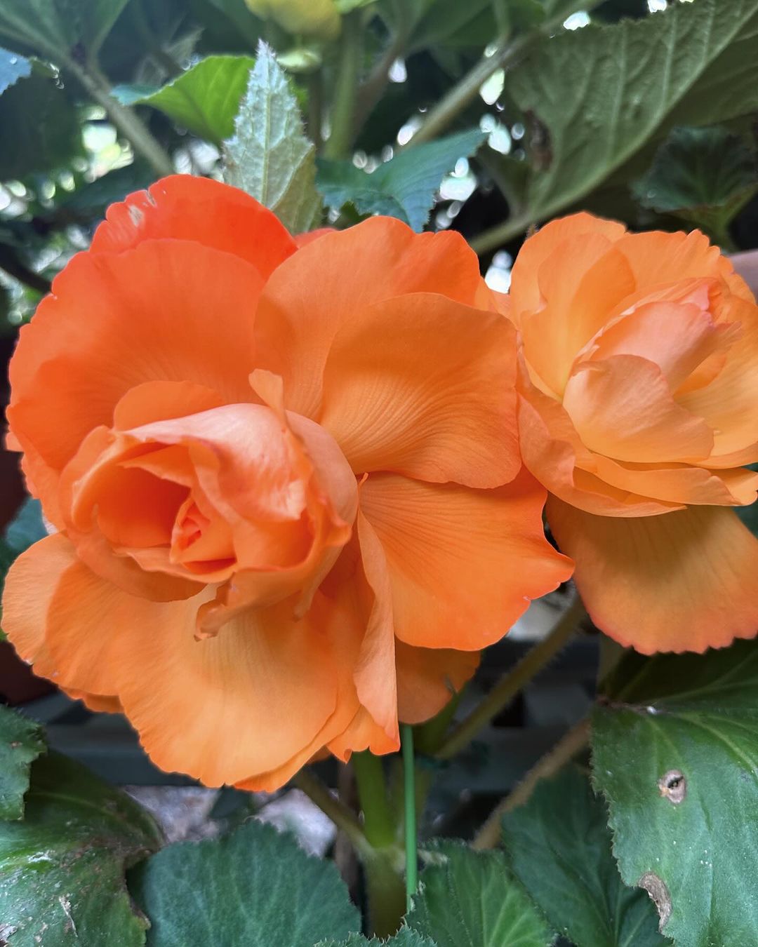 A vibrant orange begonia with snowflake-like patterns on its leaves, showcasing its unique and striking appearance.