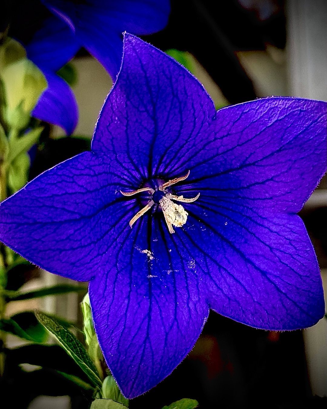 A vibrant blue bellflower with a slender green stem, showcasing its delicate petals against a natural backdrop.