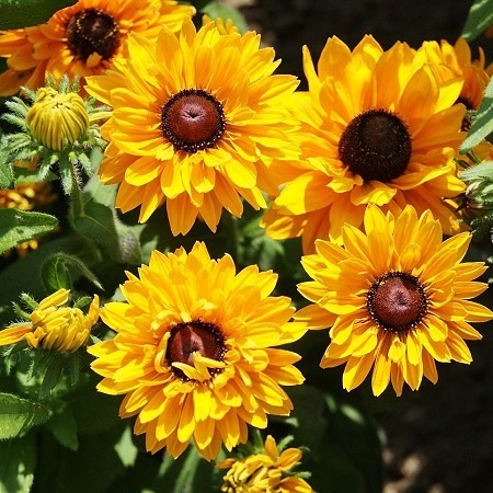  A vibrant display of yellow sunflowers with brown centers, commonly known as Black-Eyed Susans, flourishing in a garden.