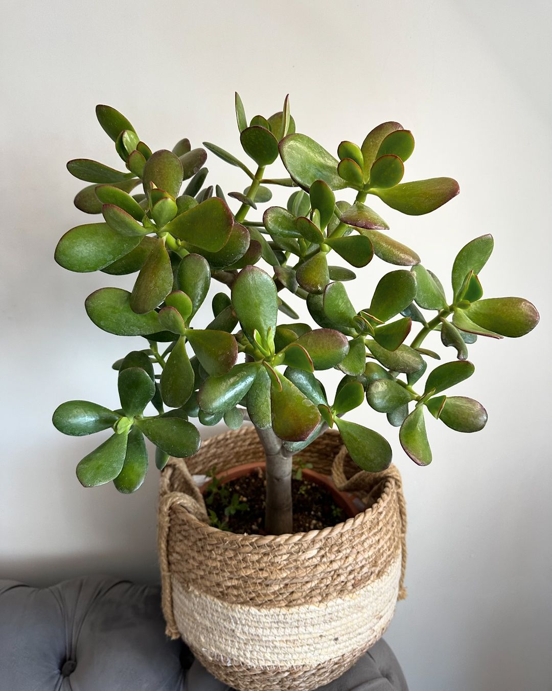 A small Crassula Ovata plant in a woven basket, showcasing its vibrant green leaves and textured container.