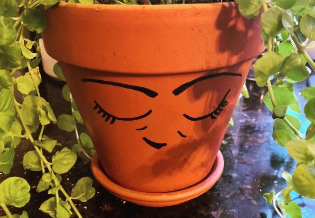 Creeping Jenny Care : The Ultimate Guide to Growing This Versatile