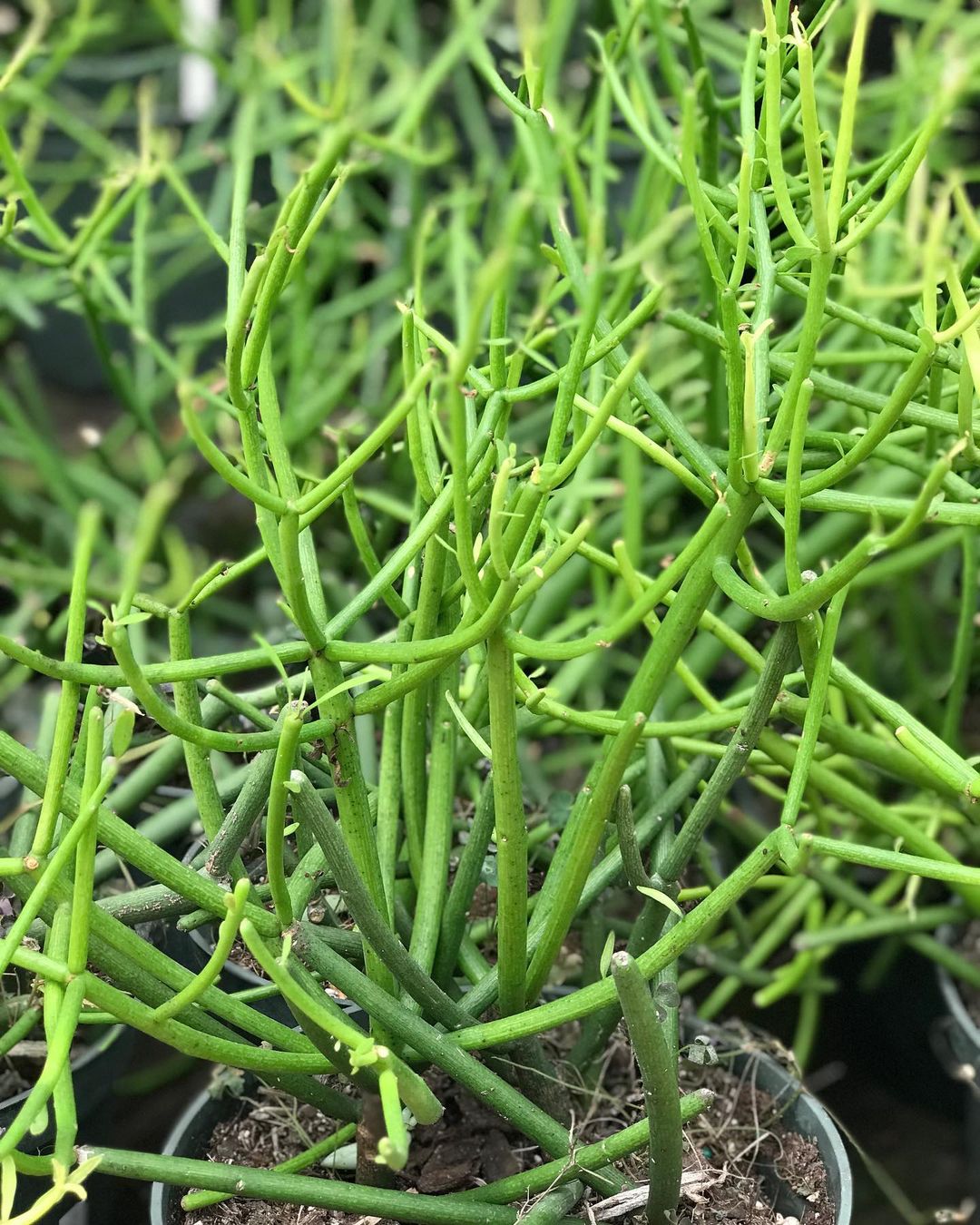 A potted Euphorbia Tirucalli featuring vibrant green stems in a decorative pot, showcasing its unique structure and beauty. 