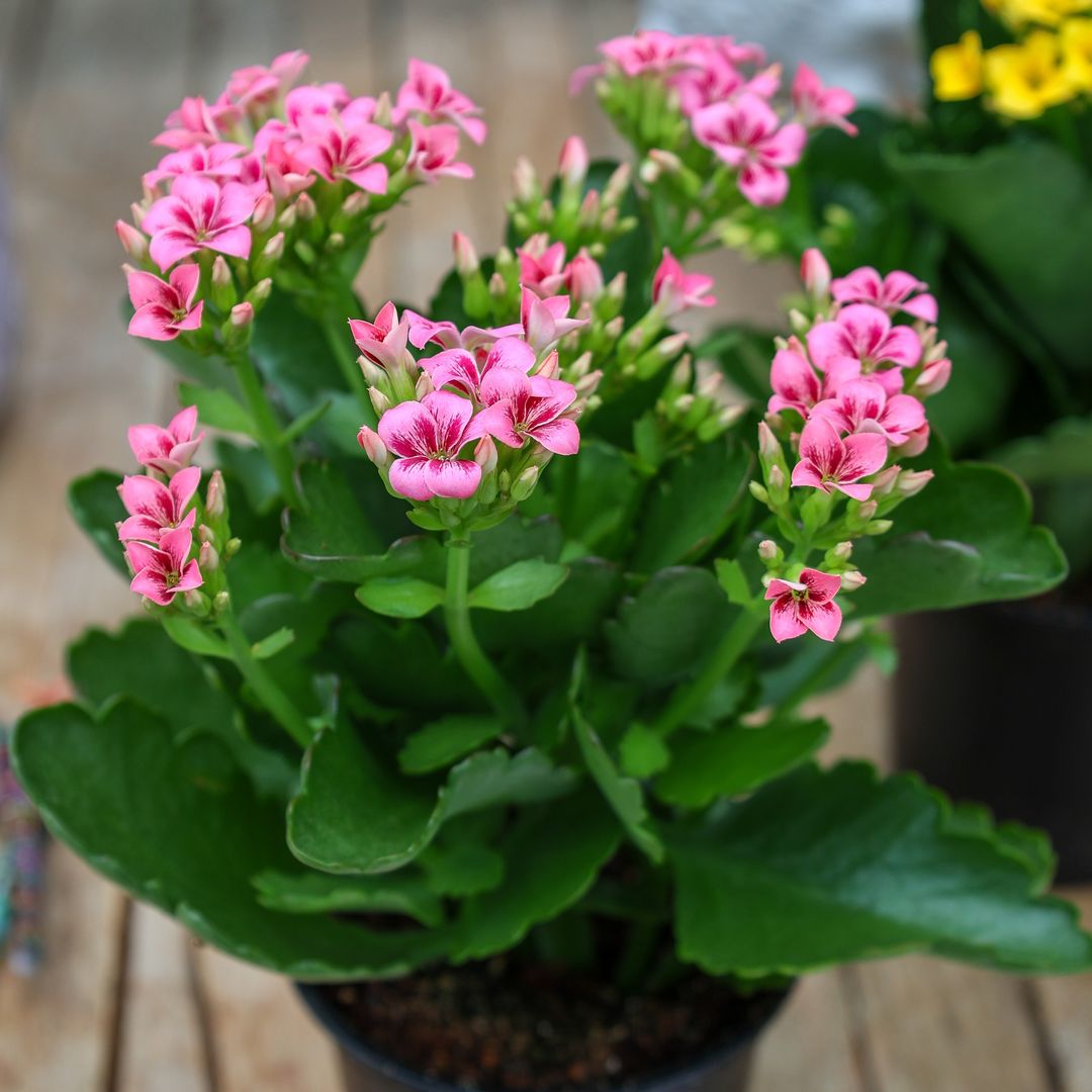 A potted Kalanchoe Blossfeldiana with vibrant pink flowers displayed on a wooden table, enhancing the room's decor. 