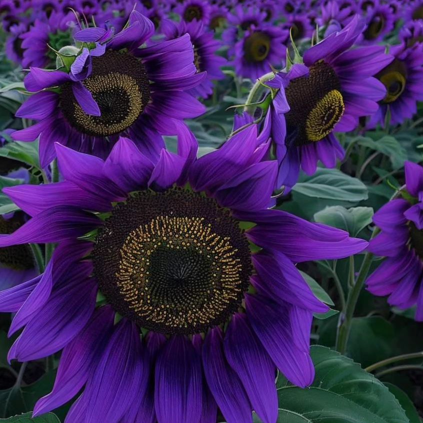 A vibrant field of purple sunflowers surrounded by lush green leaves under a clear blue sky.
